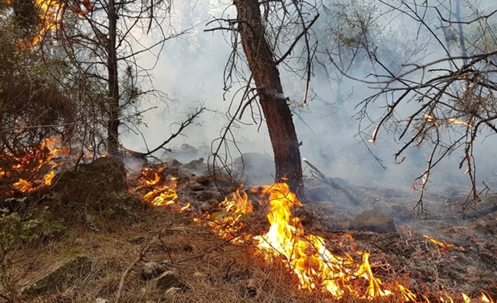 Karabük'teki orman yangınına gözaltı