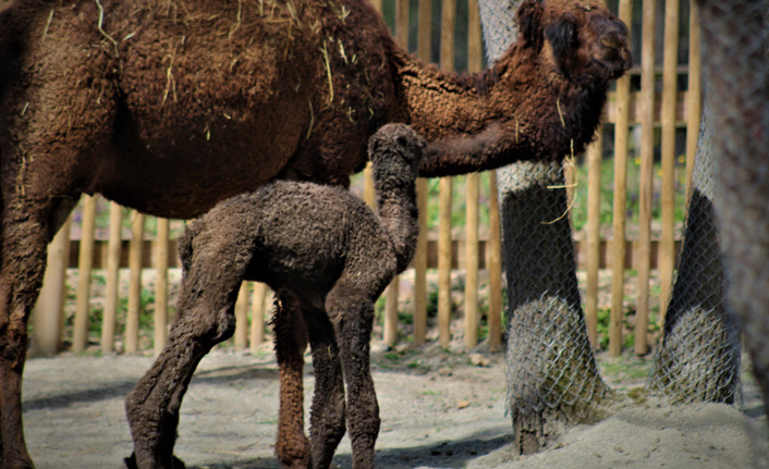 Avrupa’ nın en büyük doğal yaşam parkında doğan yavru deve, ilgi odağı oldu