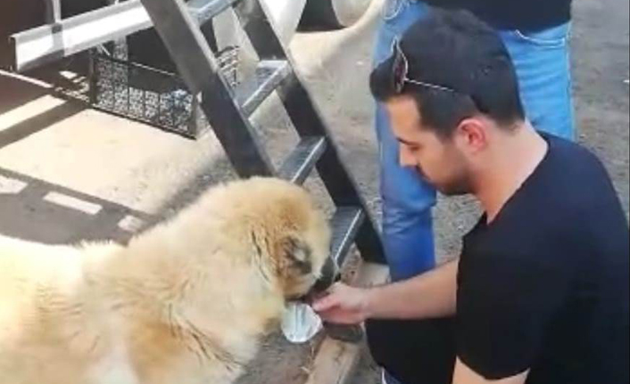 Polis memurları susayan köpeğe elleriyle su verdi