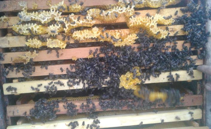 Arılar sıcaktan telef oldu!
