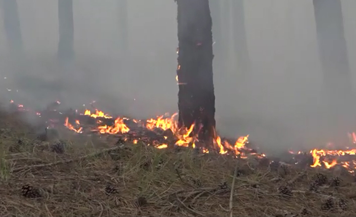 Sinop'ta orman yangını korkuttu