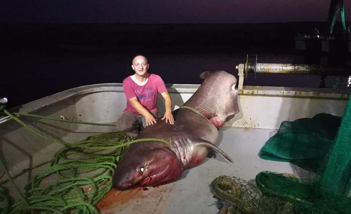 Balıkçı ağına 1 tonluk köpek balığı takıldı