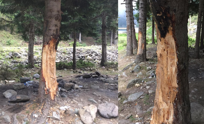 Trabzon'da çıra için 70 yıllık ağaçlara zarar verdiler