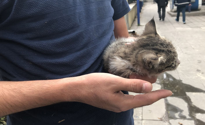 Araç motoruna giren yavru kedi kurtarıldı