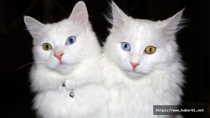 Van kedilerinin dünya çapında popülerliği arttı