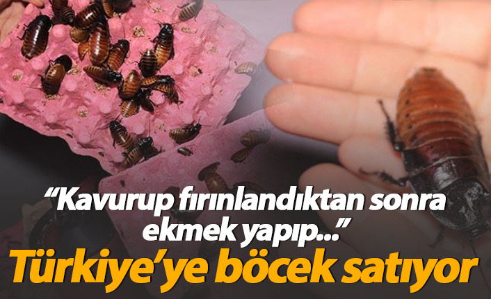 Türkiye'ye böcek satıyor