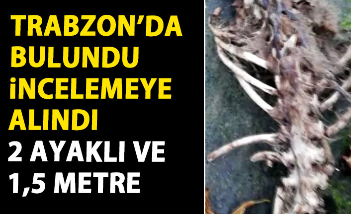 Trabzon'da bulunan iskeletin türü belirlenemedi!
