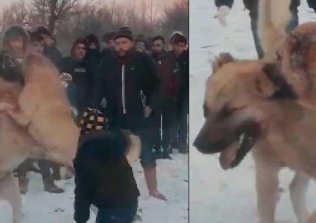 Köpek dövüşünü 'WhatsApp' üzerinden organize etmişler