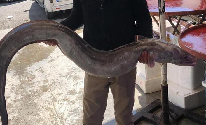 Antalya Körfezi’nden 3 metrelik yılan balığı yakalandı!