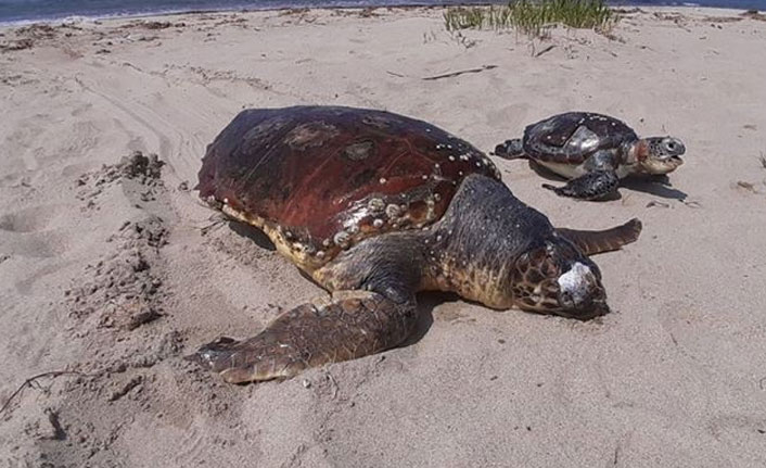 1 ayda 8 deniz kaplumbağası ölü bulundu