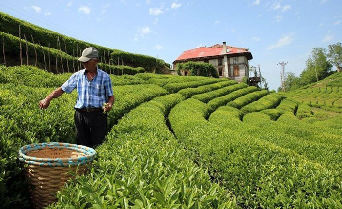 Kayseri’den çay üreticilerine özel izin