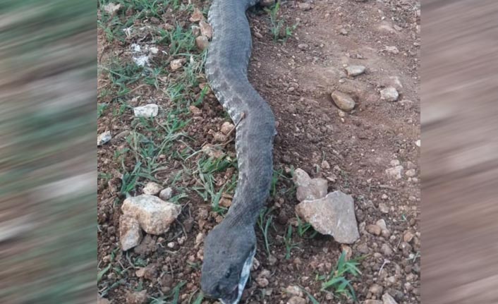 3 metrelik yılan ahıra girerken yakalandı