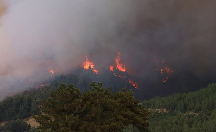 Adana'da orman yangını! 60 ev tahliye edildi