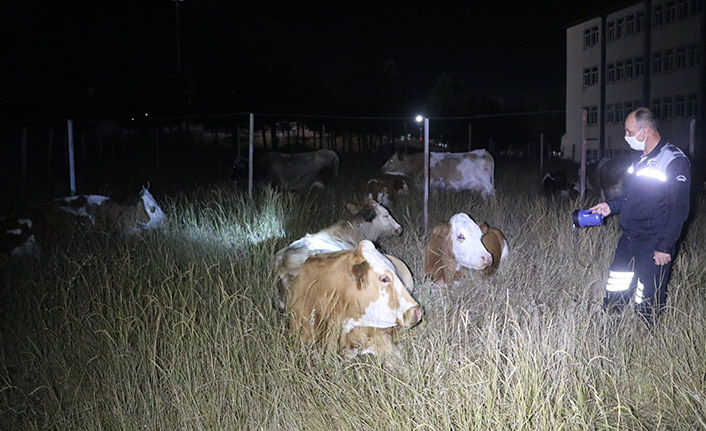 Kaybolan inekler üniversiteden çıktı
