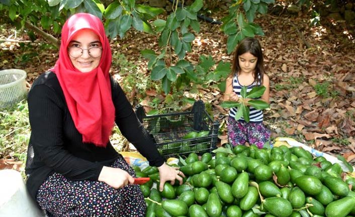 5 çocuk annesi yılda 250 bin adet avokado satıyor
