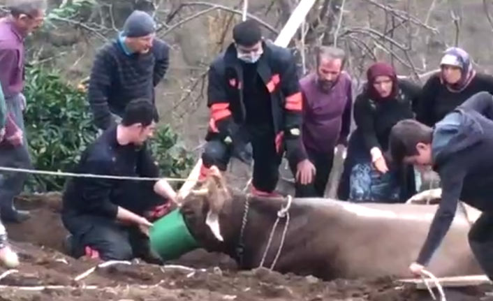 Trabzon'da uçurumun kenarına yuvarlanan inek için seferberlik