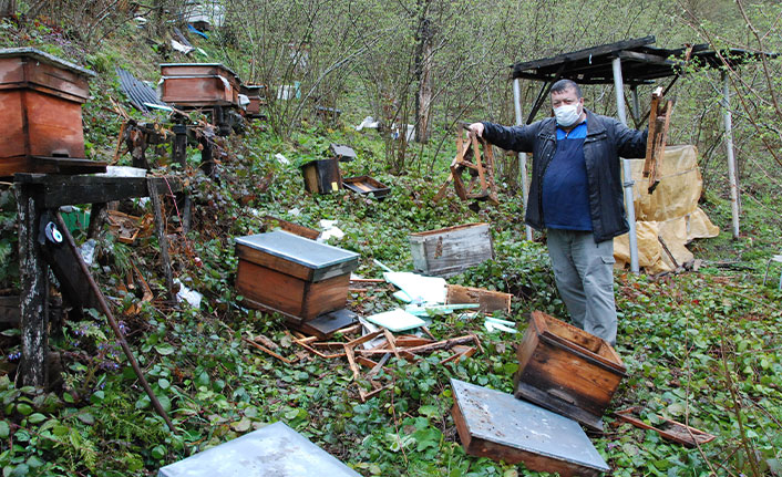 Köye gelen ayı 30 arı kovanını parçaladı!