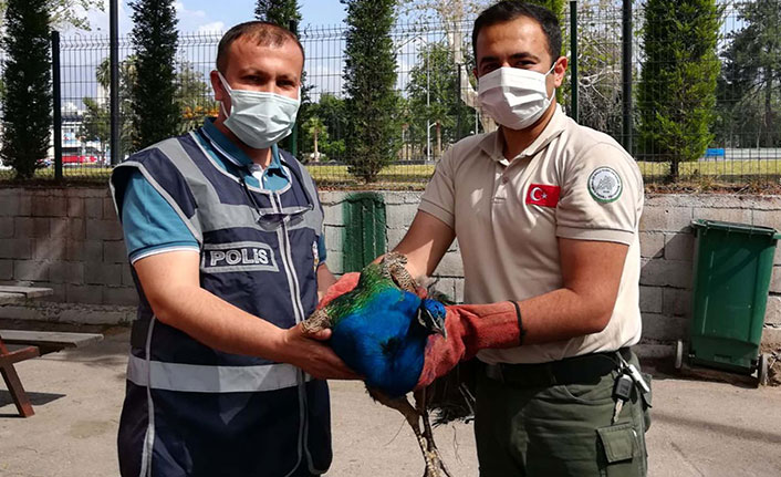 Orman İşletme Müdürlüğü'nden tavus kuşu çaldılar