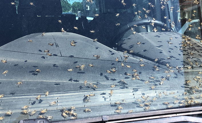 Aracın içinde arı kovanı devrildi, şoför kendini dışarı zor attı