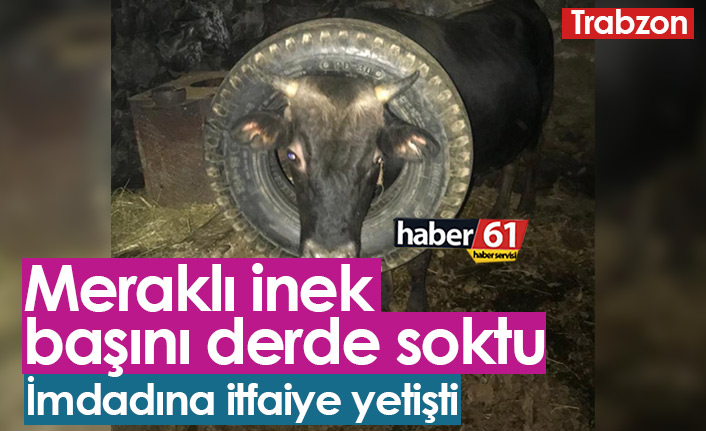 Trabzon'da ineğin başı lastiğe sıkıştı, itfaiye kurtardı