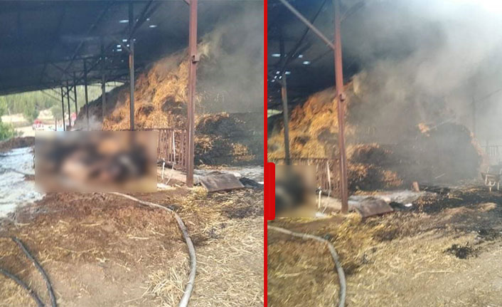 Ahırda yangın çıktı, 23 büyükbaş hayvan öldü