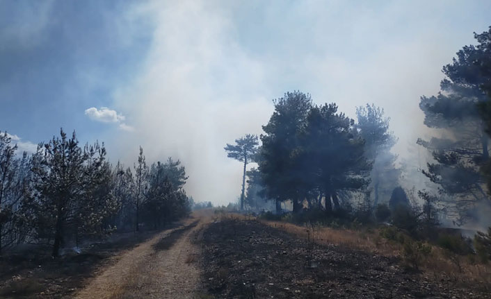Tarım arazisinde çıkan yangın ormanı yaktı
