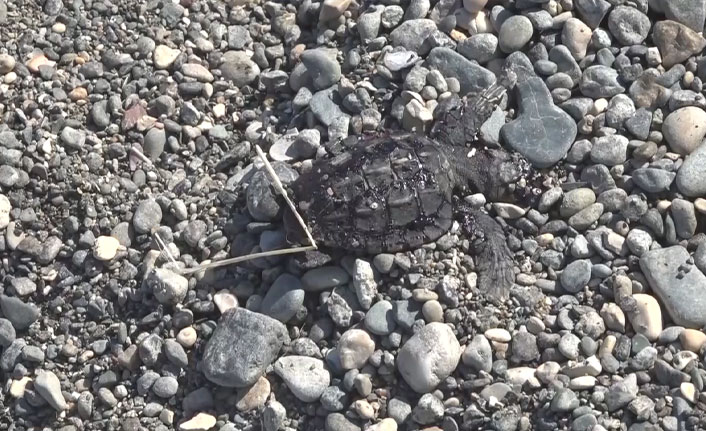 Akdeniz'de sızıntı krizi! Petrole bulanmış deniz kaplumbağası sahile vurdu