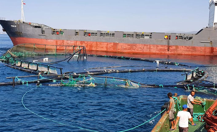 Kuru yük gemisi balık çiftliği havuzlarına çarptı: 20 milyonluk zarar var