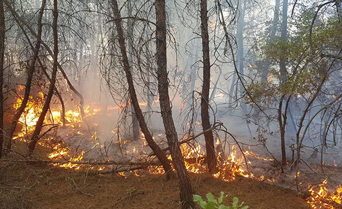 Kütahya'da 4 farklı noktada orman yangını çıktı