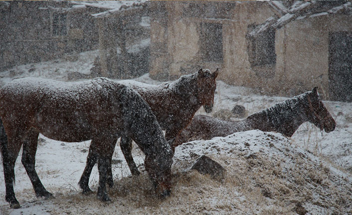 Erzurum'da karın keyfini atlar çıkardı