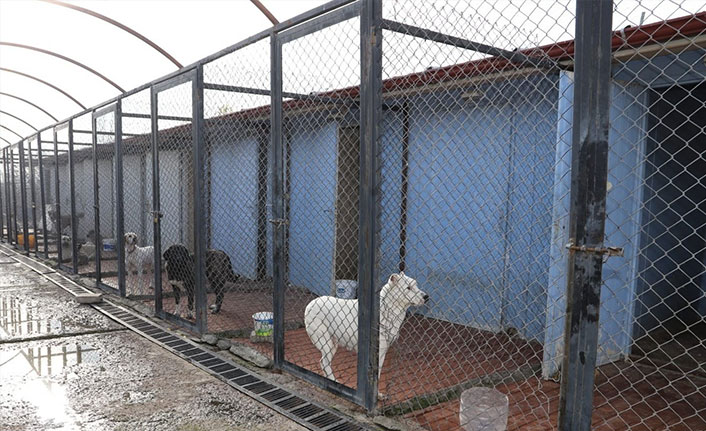 Erzincan’da 340 başıboş sokak köpeği toplandı