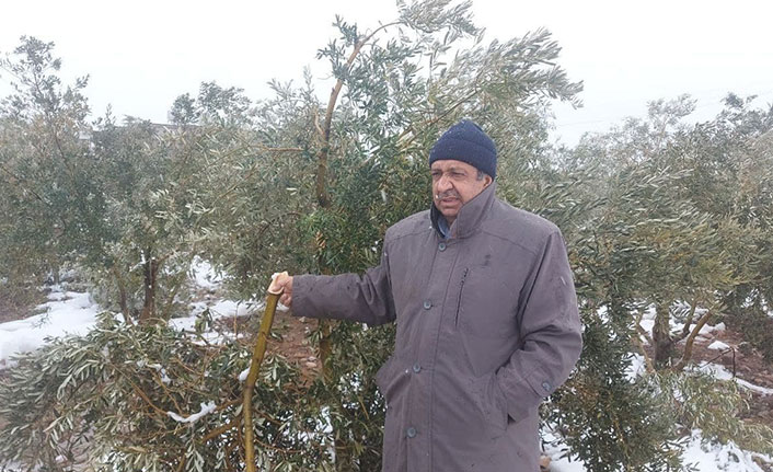 Hatay'da kar zeytin ağaçlarının dallarını kırdı