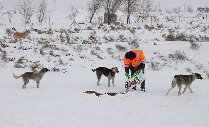 Konya Büyükşehir Belediyesi ağır kış şartlarında sahipsiz hayvanların da yanında