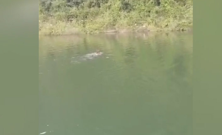 Baraj gölünde yüzen ayı kameralara yansıdı. Video Haber