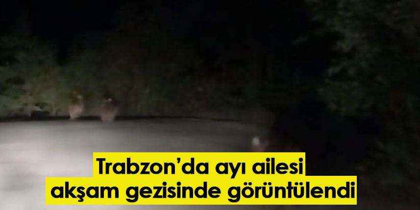 Trabzon'da ayı ailesi akşam gezisinde görüntülendi