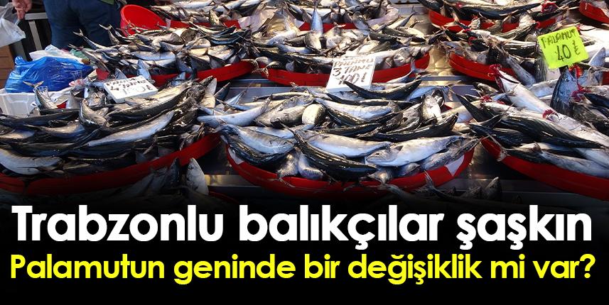 Trabzonlu balıkçılar şaşkın! Palamut Doğu Karadeniz'e hala göç etmedi
