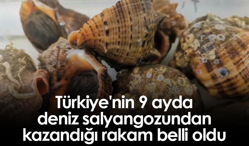 Türkiye'nin 9 ayda deniz salyangozundan kazandığı rakam belli oldu