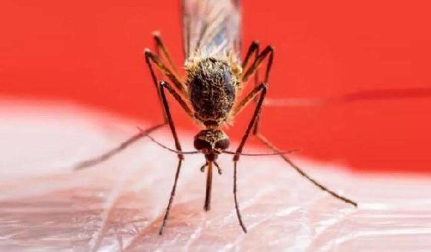Bilim insanları açıkladı: "Sivrisinekler bu yüzden insanlara yanaşıyor"