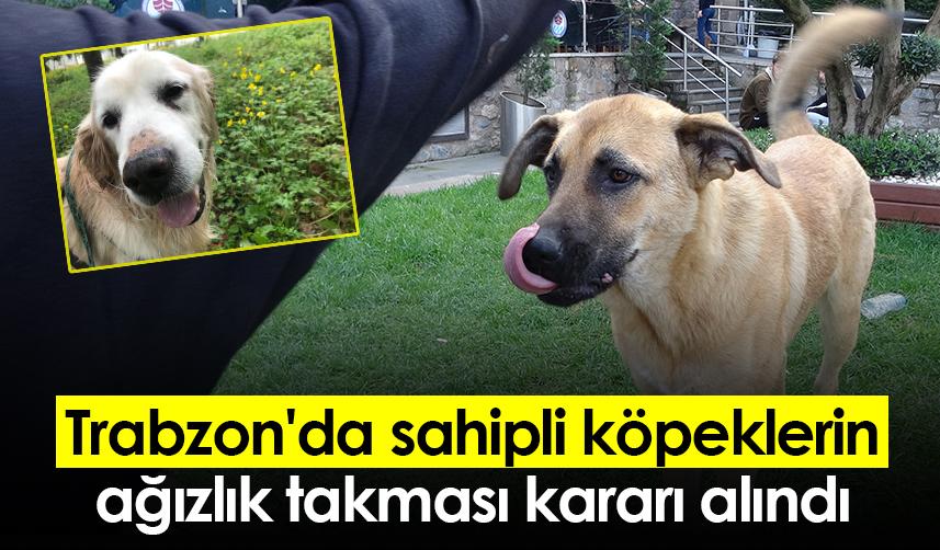 Trabzon'da sahipli köpeklerin ağızlık takması kararı alındı