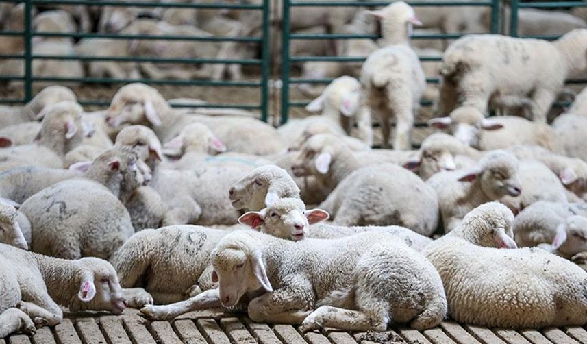 Bayburt'ta yetiştiricilere koyun yemliği dağıtıldı