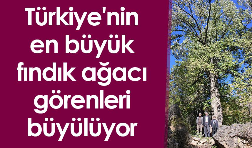 Türkiye'nin en büyük fındık ağacı görenleri büyülüyor