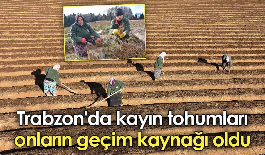 Trabzon'da kayın tohumları onların geçim kaynağı oldu