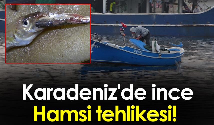 Karadeniz'de ince Hamsi tehlikesi!