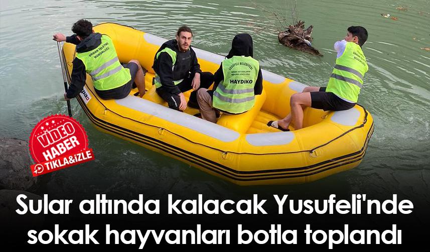 Sular altında kalacak Yusufeli'nde sokak hayvanları botla toplandı