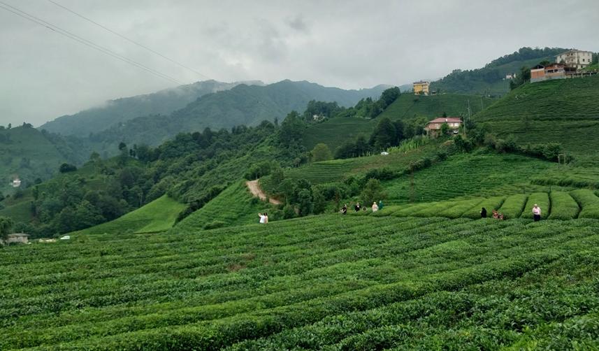 ÇAYSİAD Genel Sekreteri Kar: Raflarda yerli çay hakimiyeti artıyor