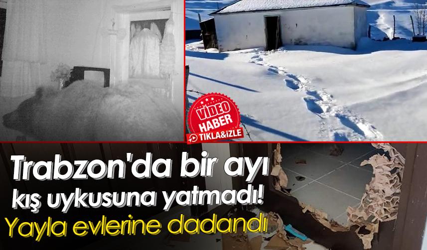 Trabzon'da bir ayı kış uykusuna yatmadı! Yayla evlerine dadandı