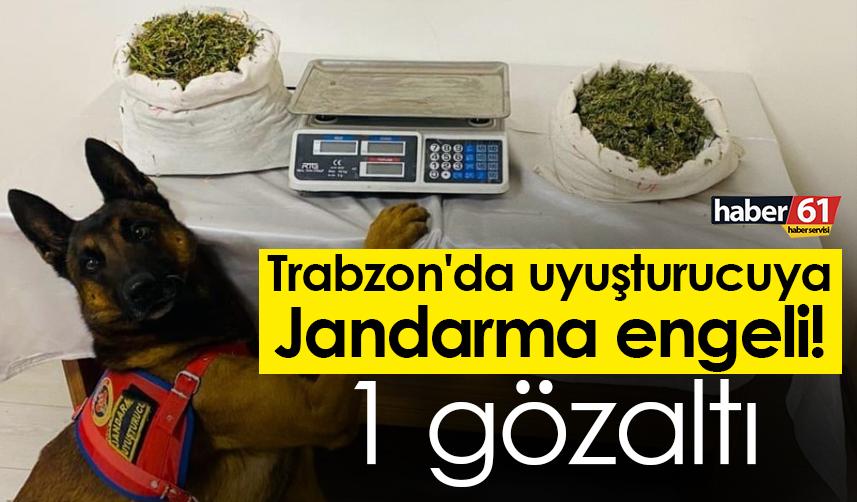 Trabzon'da uyuşturucuya Jandarma engeli! 1 gözaltı