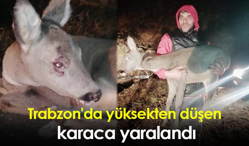 Trabzon'da yüksekten düşen karaca yaralandı
