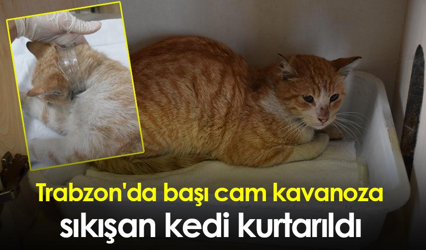 Trabzon'da başı cam kavanoza sıkışan kedi kurtarıldı