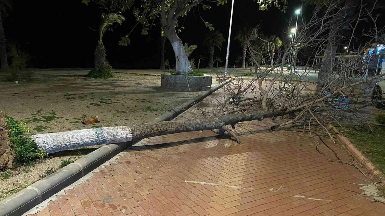 Fırtına Bodrum’da ağaçları devirdi